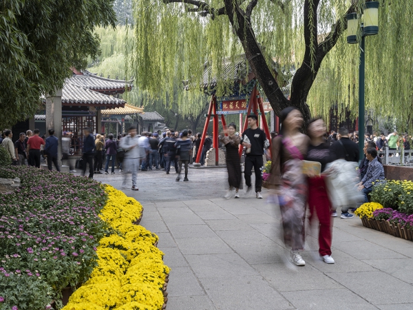 又是一年菊花展