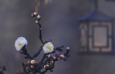 又到龙游梅花开时