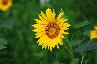 向阳花开（2）