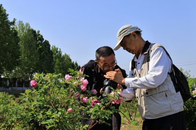 平阴“玫瑰之约”12