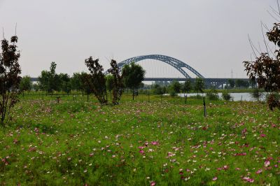 河畔格桑花盛开（1）