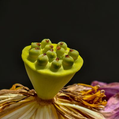 “荷和”美美6