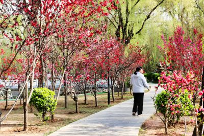 桃花岛（1）