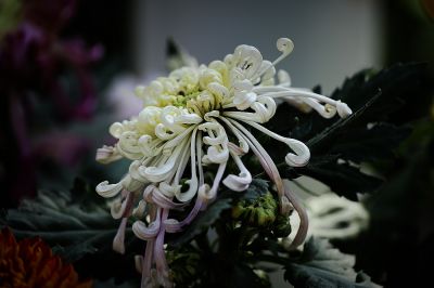 秋光菊韵‌（6）