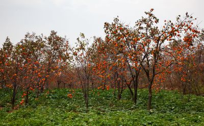 《秋日山野柿满园》