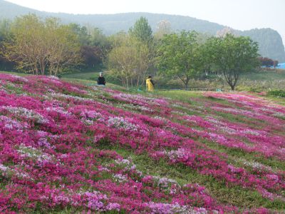 福禄考花海4