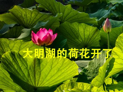 大明湖的荷花开了