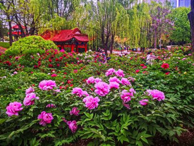 百花丛中最鲜艳-----牡丹