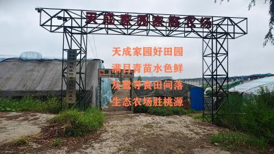 生态稻田迎来水鸟栖息