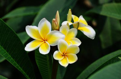 鸡蛋花