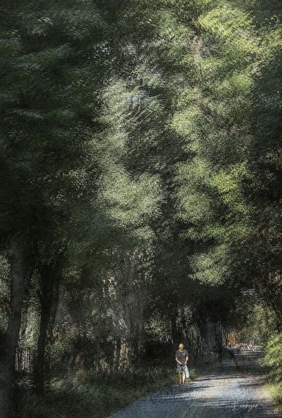 【画意摄影】02/林 间