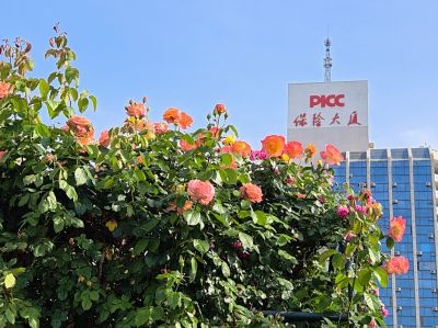 泉城广场——鲜花的海洋2