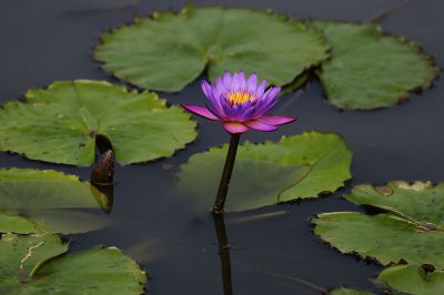 莲韵（2）