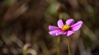 [原创]最后的格桑花