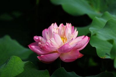 夏日荷影（19）