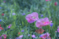 [原创] 花开犹带泪痕重