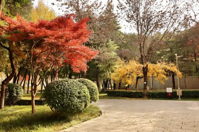 初冬印象—红枫似火