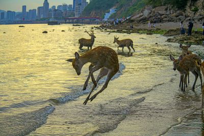 踏浪
