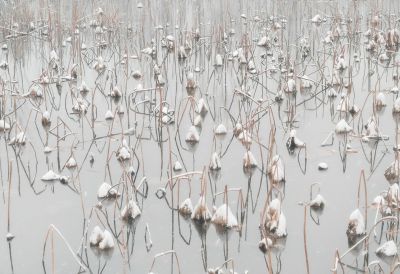 《雪覆残荷》