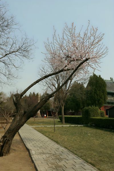 生机遒劲