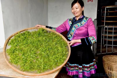 苗族茶园喜获丰收