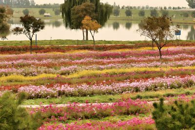 霜降前的花海（上）