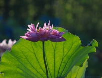 [原创]荷花抱绿房