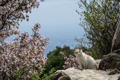 岱顶猫戏