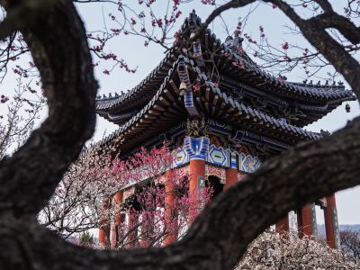 博爱亭畔梅花开