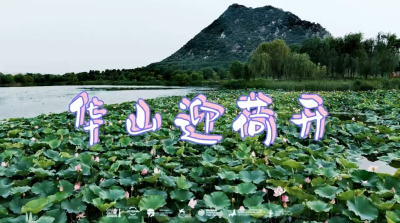 华山迎荷开