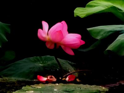 明湖荷花（3）
