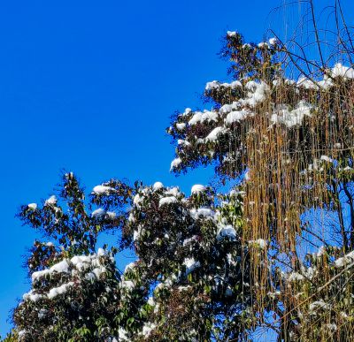《翠叶凝雪，碧空如洗》