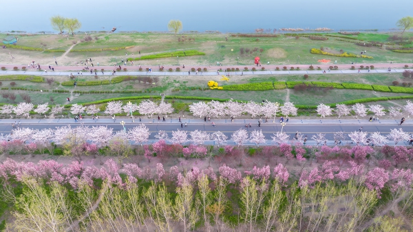 微山湖樱花大道