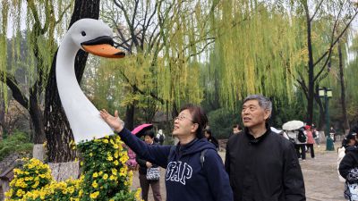 鹅，鹅，鹅......