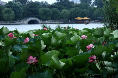 济南新八景作品投稿：明湖荷韵