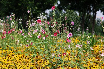 蜀葵花