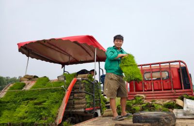 天成家庭农场的稻田插秧啦！1