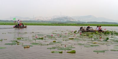 《赏荷记忆》