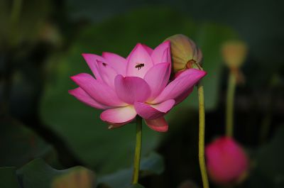 夏日荷影（21）