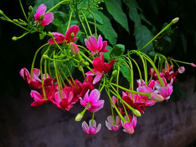 使君子花