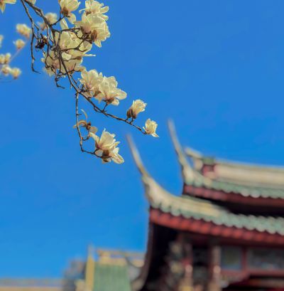 烟台福建会馆玉兰