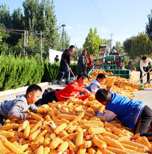 孩子们的秋收