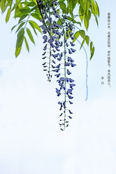 紫藤