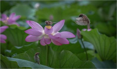 荷花与小鸟