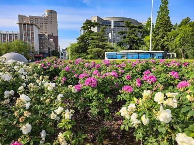 泉城广场——鲜花的海洋7