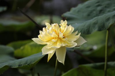 夏日荷影（1）