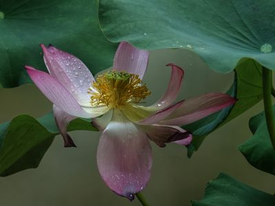 “荷和”美美1