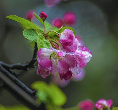 雨中海棠, 美至心颤