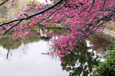 梅影横斜