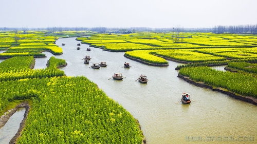 兴华油菜花